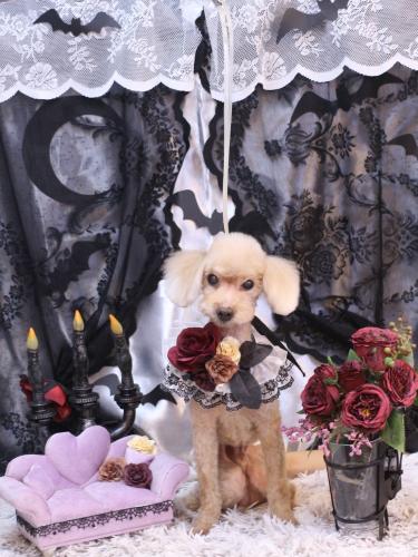 20231013ドルくん